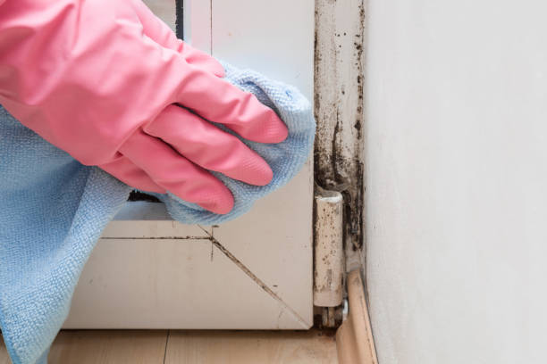 Best Basement Mold Removal  in Bodfish, CA